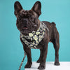 Dogs Harness-Flower Printed Dog Collar Harness